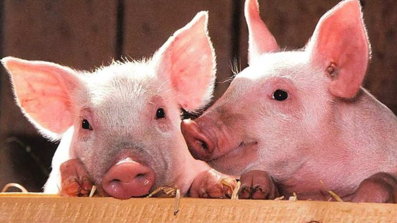Revive Cells..Organs In Dead Pigs : చనిపోయిన పందుల్లో రక్తప్రసరణను..అవయవాలను పునరుద్ధరించిన శాస్త్రవేత్తలు.. Revive Cells..Organs In Dead Pigs : చనిపోయిన పందుల్లో రక్తప్రసరణను..అవయవాలను పునరుద్ధరించిన శాస్త్రవేత్తలు..