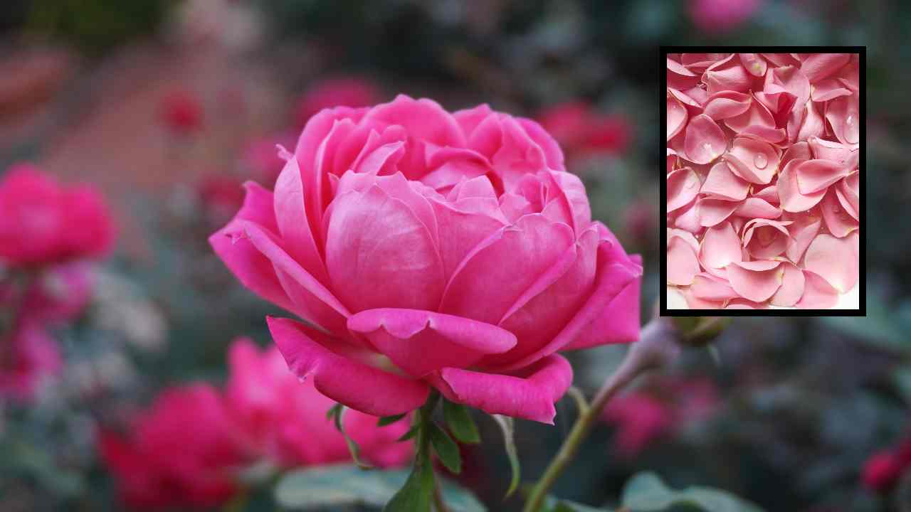 Benefits of Rose Petals : అందానికే కాదు ఆరోగ్యానికి గులాబీ రేకులు ఉపయోగకరమే! Benefits of Rose Petals : అందానికే కాదు ఆరోగ్యానికి గులాబీ రేకులు ఉపయోగకరమే!