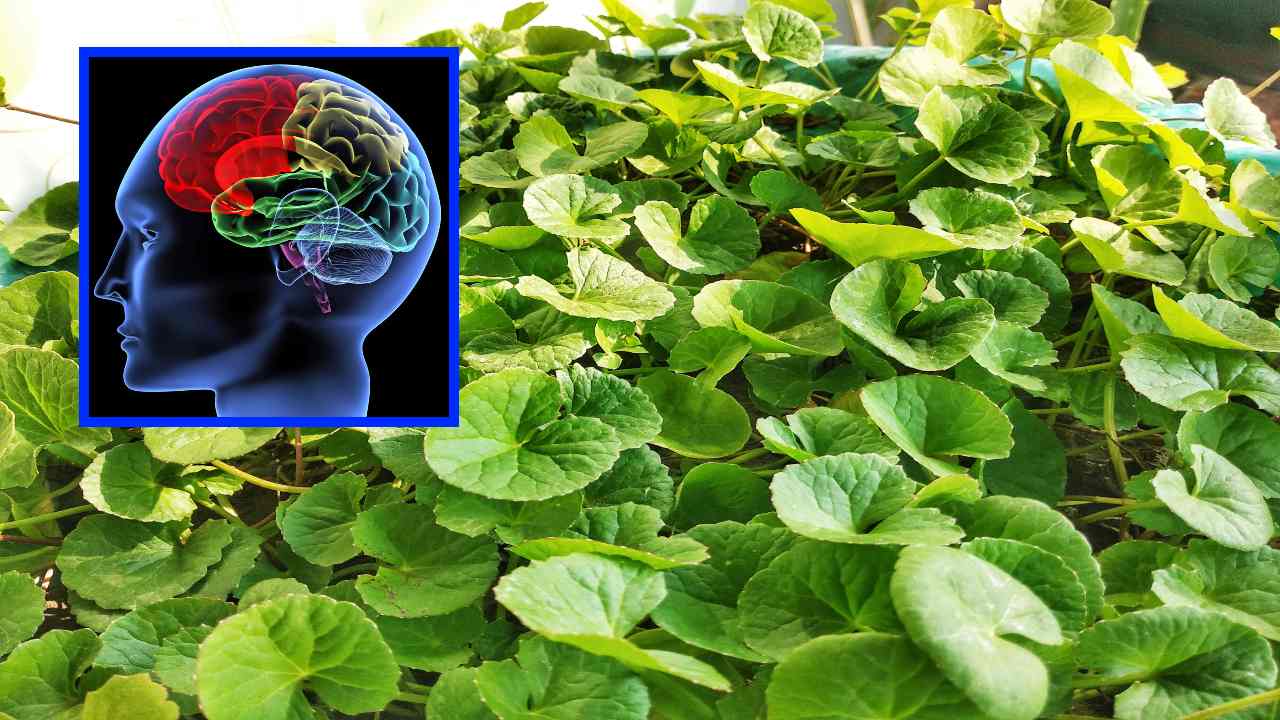 Saraswati Leaves : మధుమేహులకు దివ్యౌషధం సరస్వతి ఆకులు! ఈ ఆకుల పొడిని గోరువెచ్చని నీటిలో కలిపి తీసుకుంటే? Saraswati Leaves : మధుమేహులకు దివ్యౌషధం సరస్వతి ఆకులు! ఈ ఆకుల పొడిని గోరువెచ్చని నీటిలో కలిపి తీసుకుంటే?