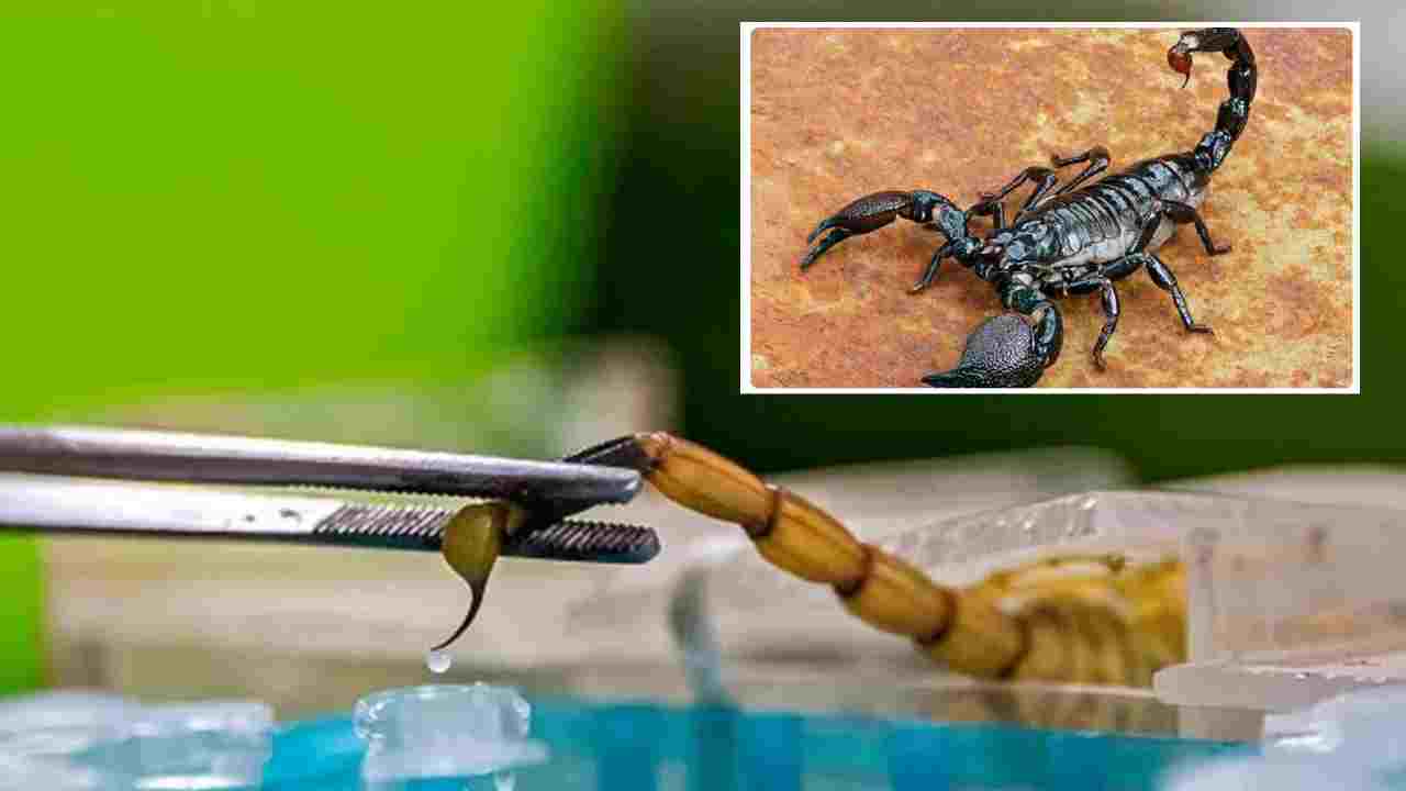 Scorpion Venom: అక్కడ తేలు విషానికి యమ డిమాండ్.. లీటర్ ధర ఎంతో తెలిస్తే మైండ్ బ్లాక్ అవ్వాల్సిందే Scorpion Venom: అక్కడ తేలు విషానికి యమ డిమాండ్.. లీటర్ ధర ఎంతో తెలిస్తే మైండ్ బ్లాక్ అవ్వాల్సిందే