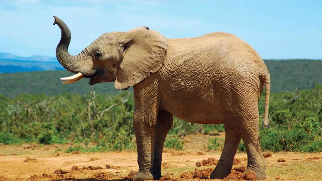 Sick Elephant
