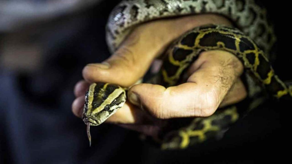 Snakes, Lizards