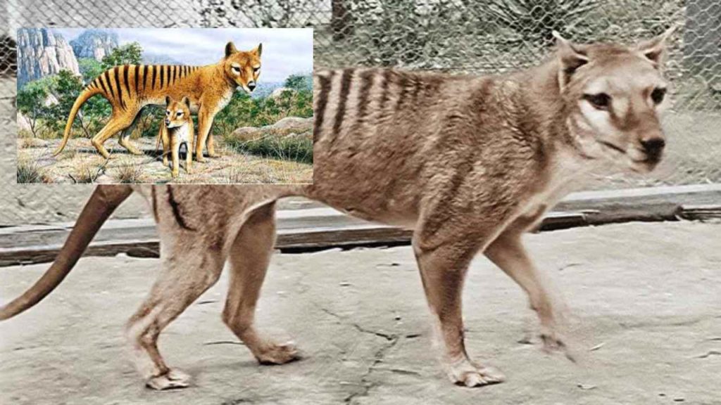 Tasmanian Tiger DNA