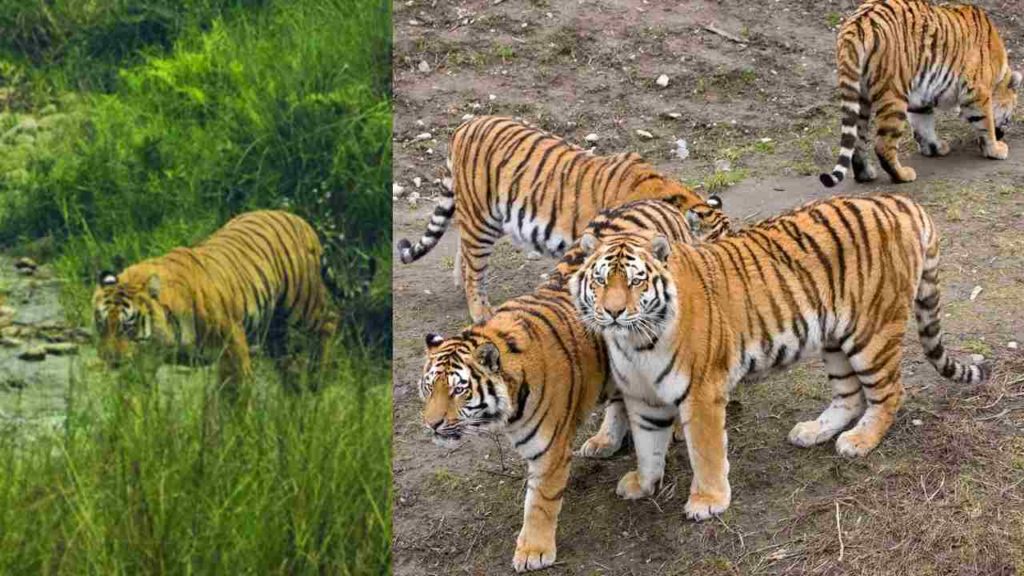 Tigers Have Nearly Tripled In Nepal