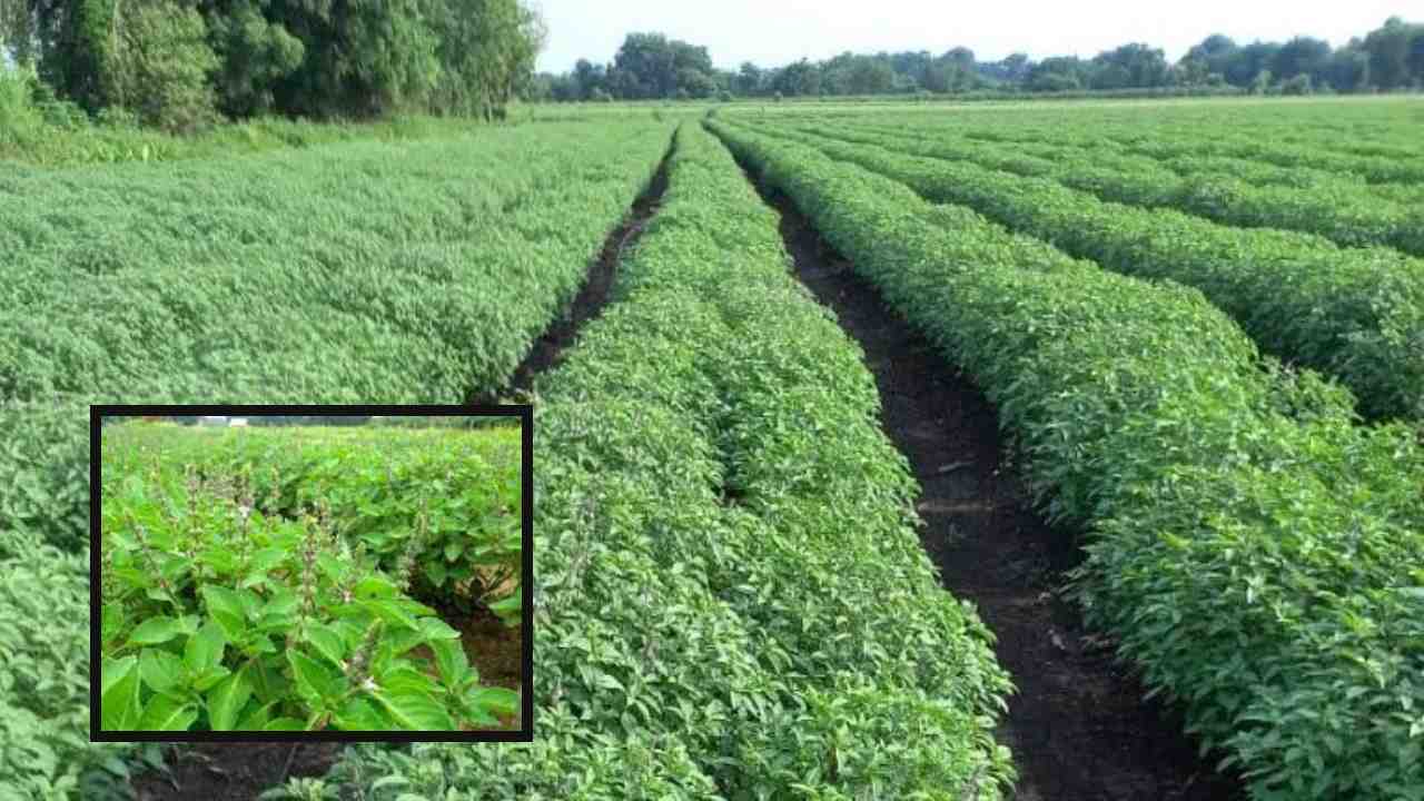 Tulsi Cultivation : వాణిజ్య సరళిలో తులసి పంటసాగు పద్దతి! Tulsi Cultivation : వాణిజ్య సరళిలో తులసి పంటసాగు పద్దతి!
