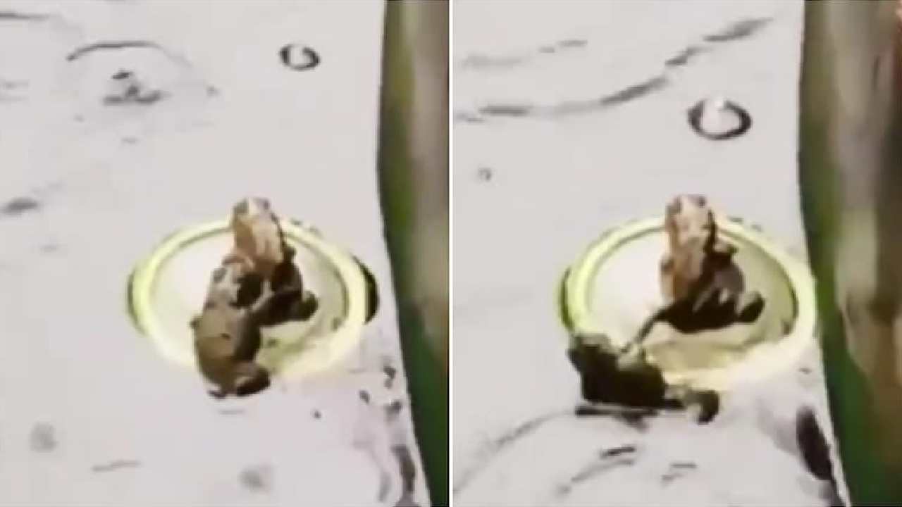 Viral Video: నువ్వొస్తానంటే.. నే రానిస్తానా! ఆకట్టుకుంటున్న కప్పల ఫన్నీ వీడియో Viral Video: నువ్వొస్తానంటే.. నే రానిస్తానా! ఆకట్టుకుంటున్న కప్పల ఫన్నీ వీడియో