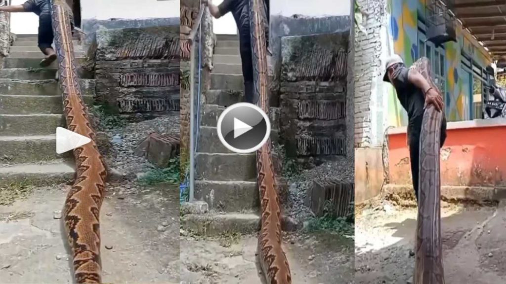 Viral Video A Man Carrying Gaint Python On His Shoulder, Shocking Video Viral