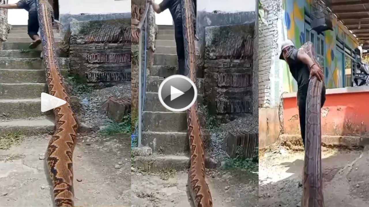Viral Video : అమ్మ బాబోయ్.. భారీ కొండచిలువను భుజాలపై ఎలా మోసుకెళ్తున్నాడో చూడండి.. వీడియో! Viral Video : అమ్మ బాబోయ్.. భారీ కొండచిలువను భుజాలపై ఎలా మోసుకెళ్తున్నాడో చూడండి.. వీడియో!