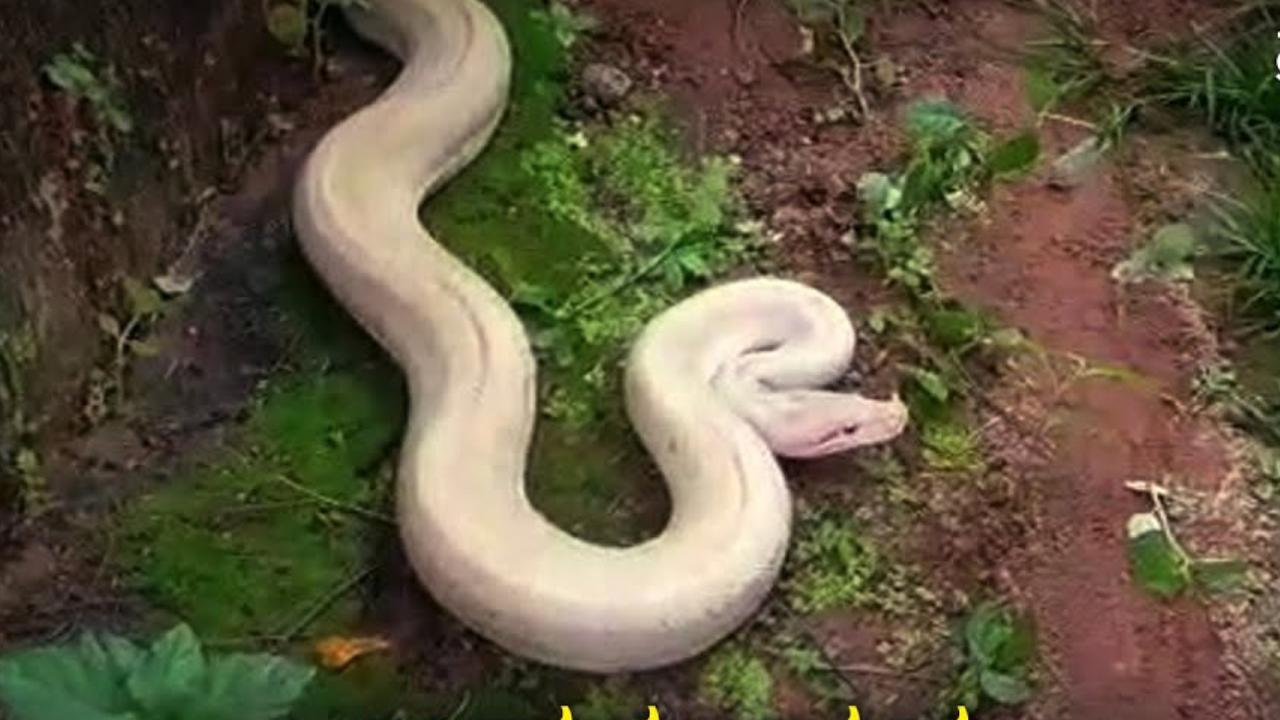 White Python : కర్నాటకలో తెల్ల కొండచిలువ ప్రత్యక్షం White Python : కర్నాటకలో తెల్ల కొండచిలువ ప్రత్యక్షం