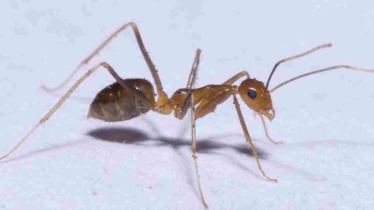 Yello crazy ants