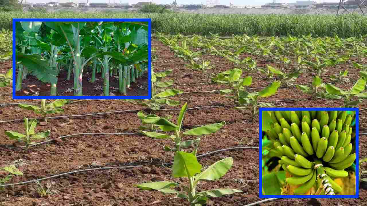 Banana Cultivation : అరటి సాగులో పిలకల తయారీ, నాటుకునే పద్దతులు Banana Cultivation : అరటి సాగులో పిలకల తయారీ, నాటుకునే పద్దతులు
