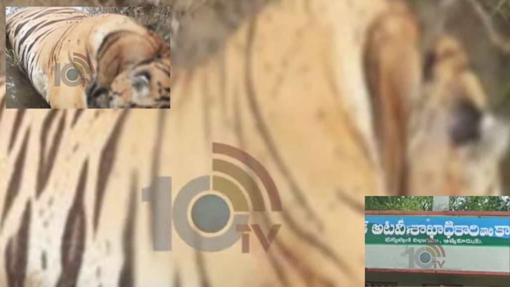 big tiger died Nallamala