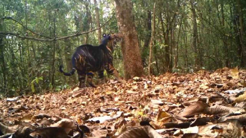 Black Tiger In Odisha Forest