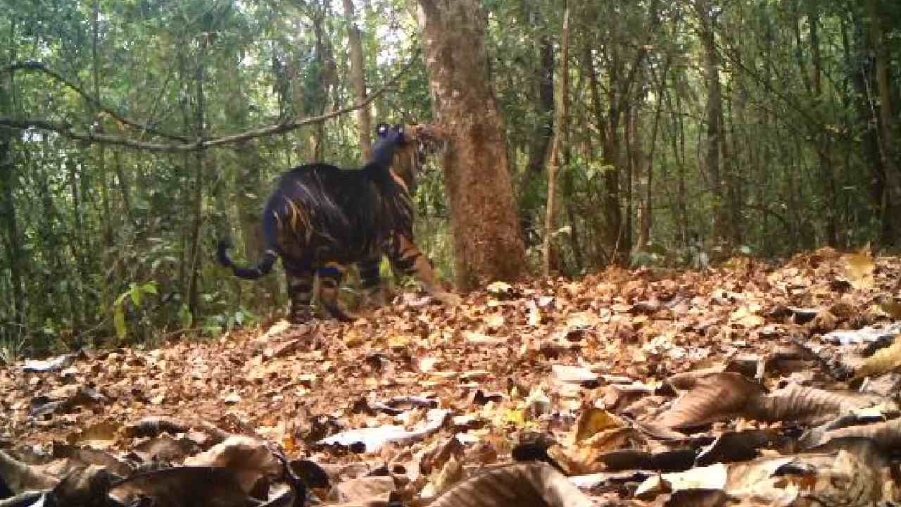 Black Tiger : ఒడిషా అడవుల్లో అరుదైన నల్లపులి Black Tiger : ఒడిషా అడవుల్లో అరుదైన నల్లపులి
