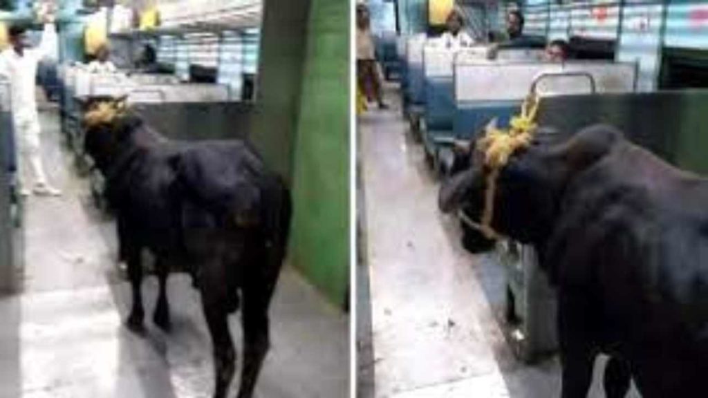Bull travelling on passenger train in Bihar