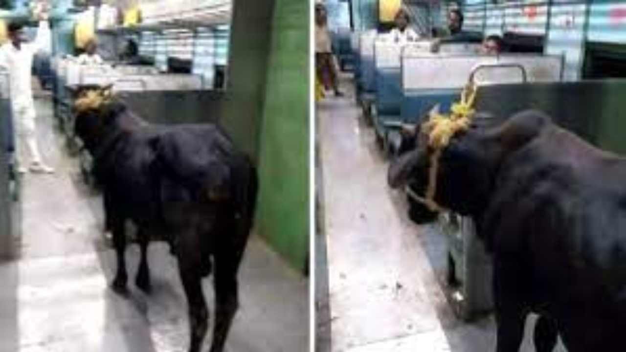 Bull travelling on train: ప్యాసింజర్ ట్రైన్లో ప్రయాణించిన దున్నపోతు Bull travelling on train: ప్యాసింజర్ ట్రైన్లో ప్రయాణించిన దున్నపోతు