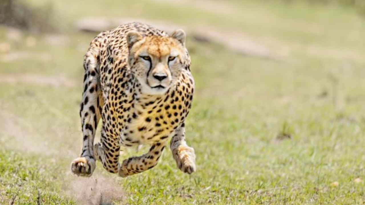 Cheetah : 50 ఏళ్ల క్రితం అంతరించిపోయిన చిరుతలు మళ్లీ ఇండియాకు వస్తున్నాయి Cheetah : 50 ఏళ్ల క్రితం అంతరించిపోయిన చిరుతలు మళ్లీ ఇండియాకు వస్తున్నాయి