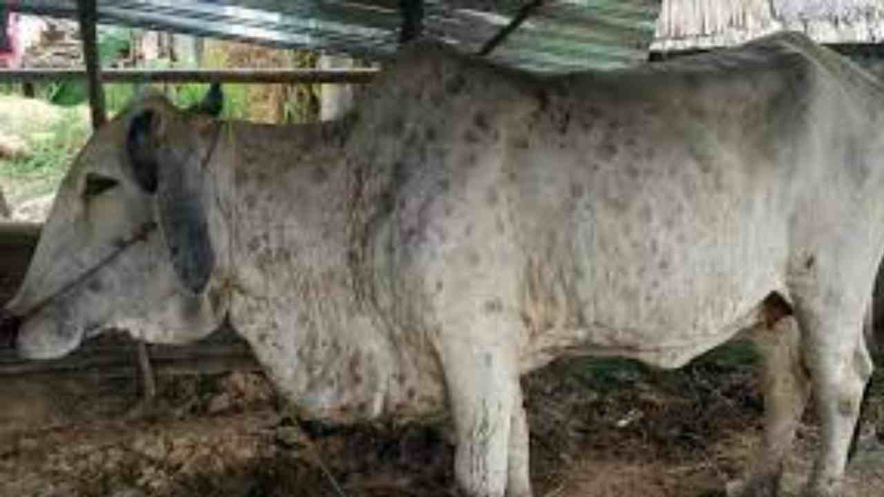 Lumpy Skin Disease: గుజరాత్లో 1500 గోవులు మృతి Lumpy Skin Disease: గుజరాత్లో 1500 గోవులు మృతి