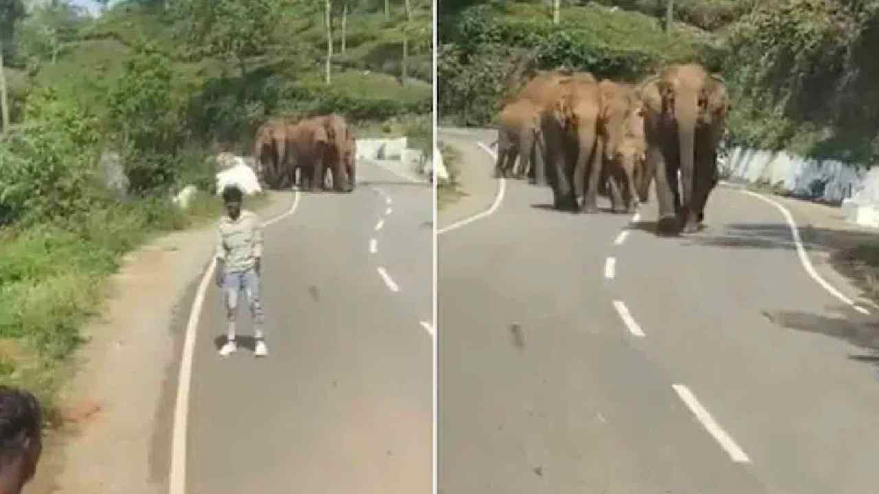 Viral Video : ఏనుగులతో సెల్ఫీ …. ఊరుకున్నాయా…. ! Viral Video : ఏనుగులతో సెల్ఫీ …. ఊరుకున్నాయా…. !