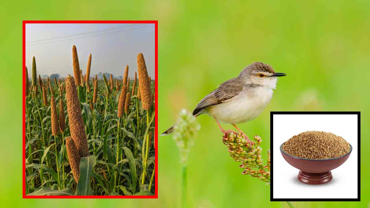 Benefits Of Kodo Millet : హైబీపీ, రక్తహీనత, కొలెస్ట్రాల్ లెవల్స్ తగ్గాలంటే రోజు వారి ఆహారంలో వీటిని తీసుకోవటం ఉత్తమం! Benefits Of Kodo Millet : హైబీపీ, రక్తహీనత, కొలెస్ట్రాల్ లెవల్స్ తగ్గాలంటే రోజు వారి ఆహారంలో వీటిని తీసుకోవటం ఉత్తమం!