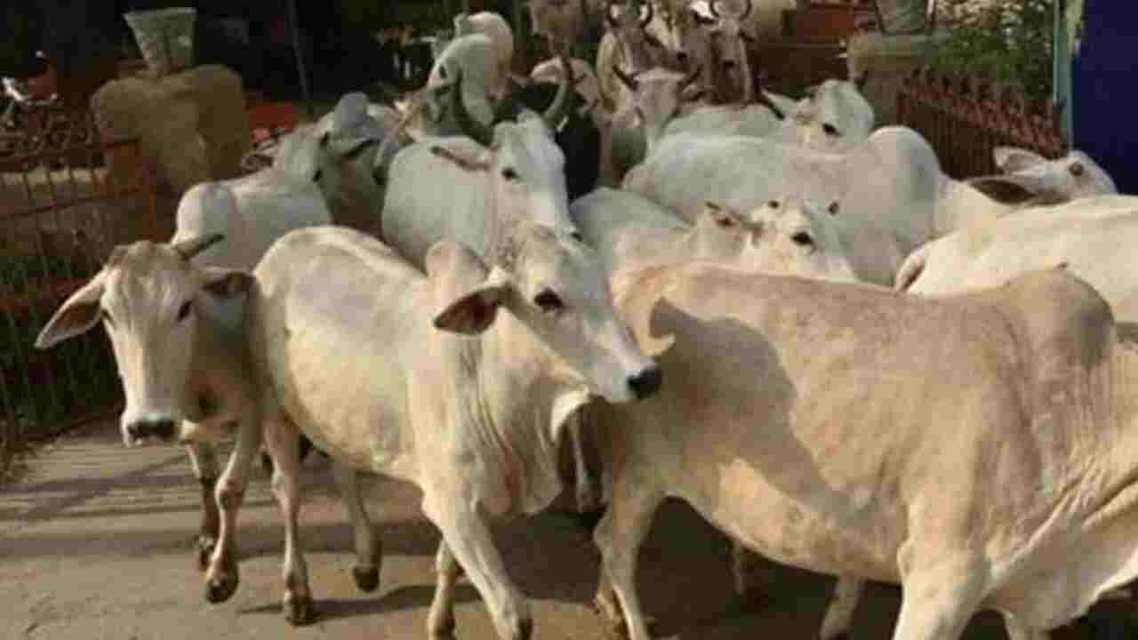 Rajasthan: రాజస్థాన్లో పశువులకు వింత వ్యాధి.. 18వేల మూగ జీవాలు మృతి Rajasthan: రాజస్థాన్లో పశువులకు వింత వ్యాధి.. 18వేల మూగ జీవాలు మృతి