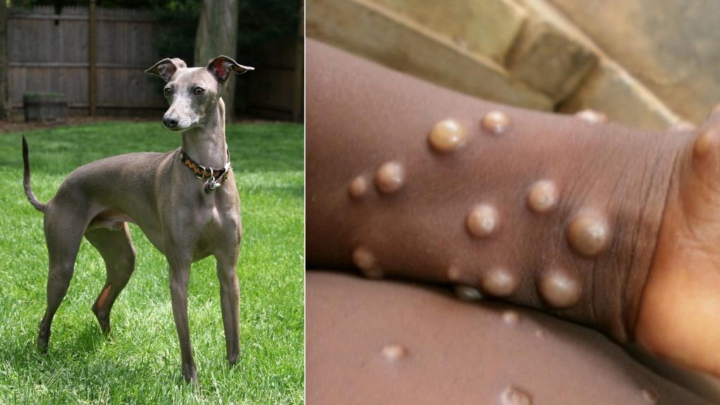 Monkeypox to pet dogs