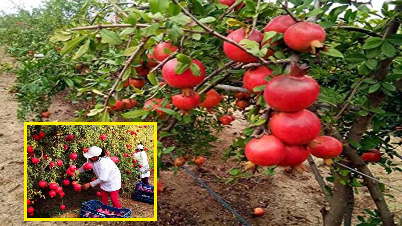 Pomegranate Cultivation : దానిమ్మ సాగులో అధికదిగుబడి సాధించేందుకు జాగ్రత్తలు Pomegranate Cultivation : దానిమ్మ సాగులో అధికదిగుబడి సాధించేందుకు జాగ్రత్తలు