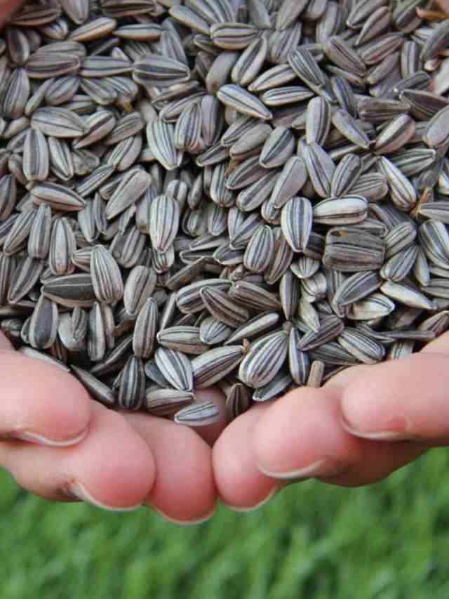 పొద్దుతిరుగుడు విత్త‌నాల‌తో అద్భుత ప్ర‌యోజ‌నాలు .. 10TV Telugu