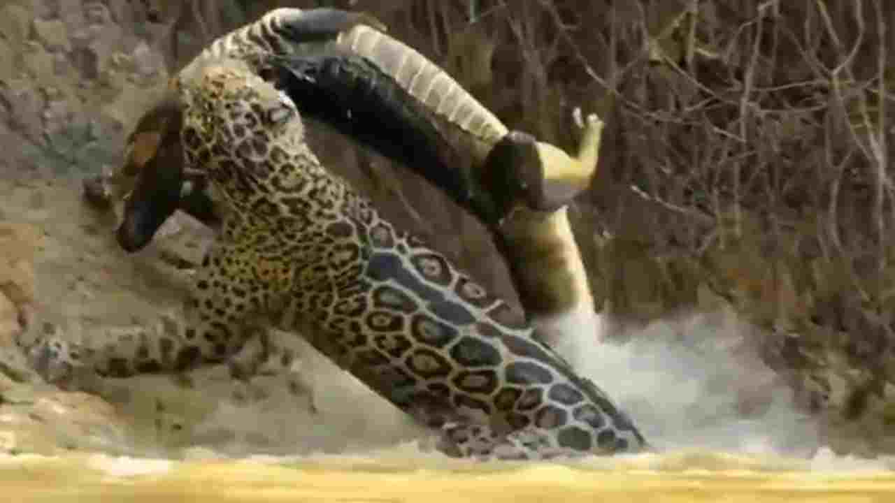 Tiger Attacks Crocodile: వామ్మో.. చిరుత గురిపెడితే ఇట్లుంటది..! నీళ్లలోకి దూకి మొసలిని ఒడ్డుకు లాక్కొచ్చిన పులి.. వీడియో వైరల్ Tiger Attacks Crocodile: వామ్మో.. చిరుత గురిపెడితే ఇట్లుంటది..! నీళ్లలోకి దూకి మొసలిని ఒడ్డుకు లాక్కొచ్చిన పులి.. వీడియో వైరల్