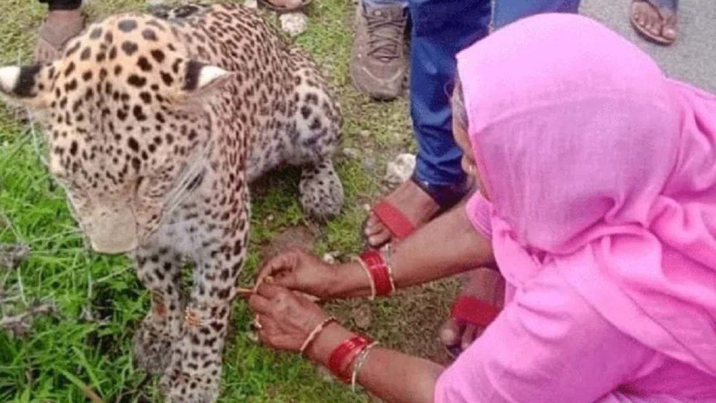 woman tied rakhi leopard