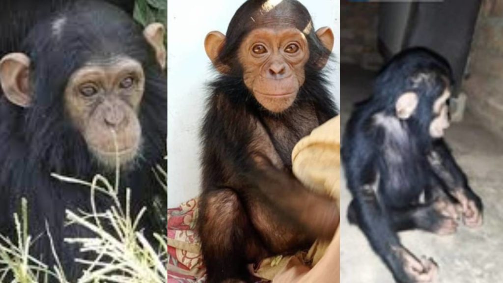 3 baby chimps were kidnapped