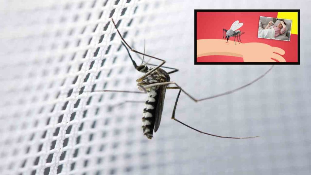 5 effective ways to get rid of mosquitoes this monsoon season