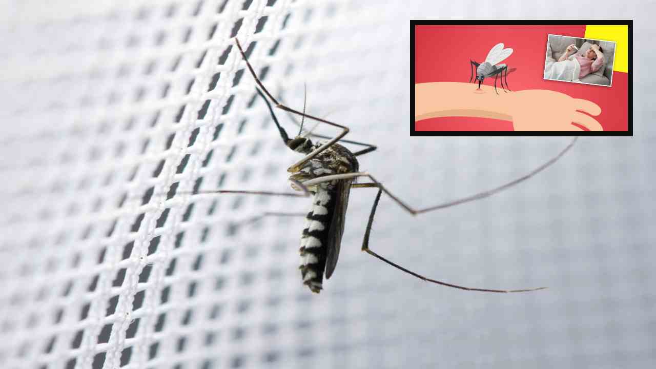 Monsoon Mosquitoes : వర్షాకాలంలో దోమలను వదిలించుకోవడానికి 5 ప్రభావవంతమైన మార్గాలు! Monsoon Mosquitoes : వర్షాకాలంలో దోమలను వదిలించుకోవడానికి 5 ప్రభావవంతమైన మార్గాలు!