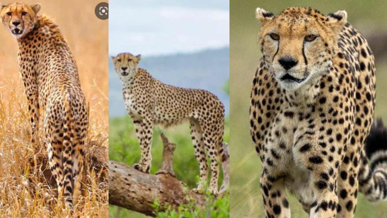 African Cheetahs Coming To India : చీతాల ఎంట్రీకి కౌంట్ డౌన్ స్టార్ట్ .. అరుదైన ఆఫ్రికా అతిథులకు భారత్ గ్రాండ్ వెల్కమ్ African Cheetahs Coming To India : చీతాల ఎంట్రీకి కౌంట్ డౌన్ స్టార్ట్ .. అరుదైన ఆఫ్రికా అతిథులకు భారత్ గ్రాండ్ వెల్కమ్