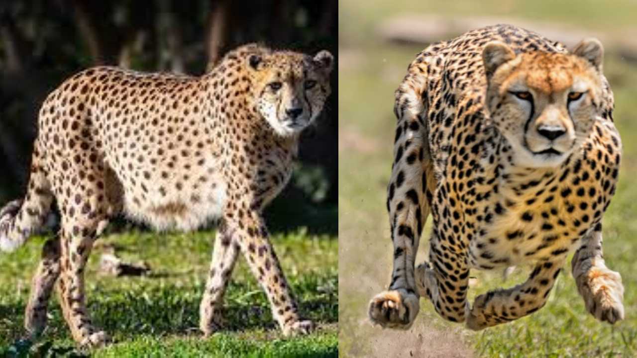 African Cheetahs Coming To India : ఆఫ్రికా నుంచి ఆకలితో భారత్కు వస్తున్న చిరుతలు ..చీతాల ప్రయాణమంతా ఖాళీ కడుపుతో ఉంచుతున్న అధికారులు African Cheetahs Coming To India : ఆఫ్రికా నుంచి ఆకలితో భారత్కు వస్తున్న చిరుతలు ..చీతాల ప్రయాణమంతా ఖాళీ కడుపుతో ఉంచుతున్న అధికారులు