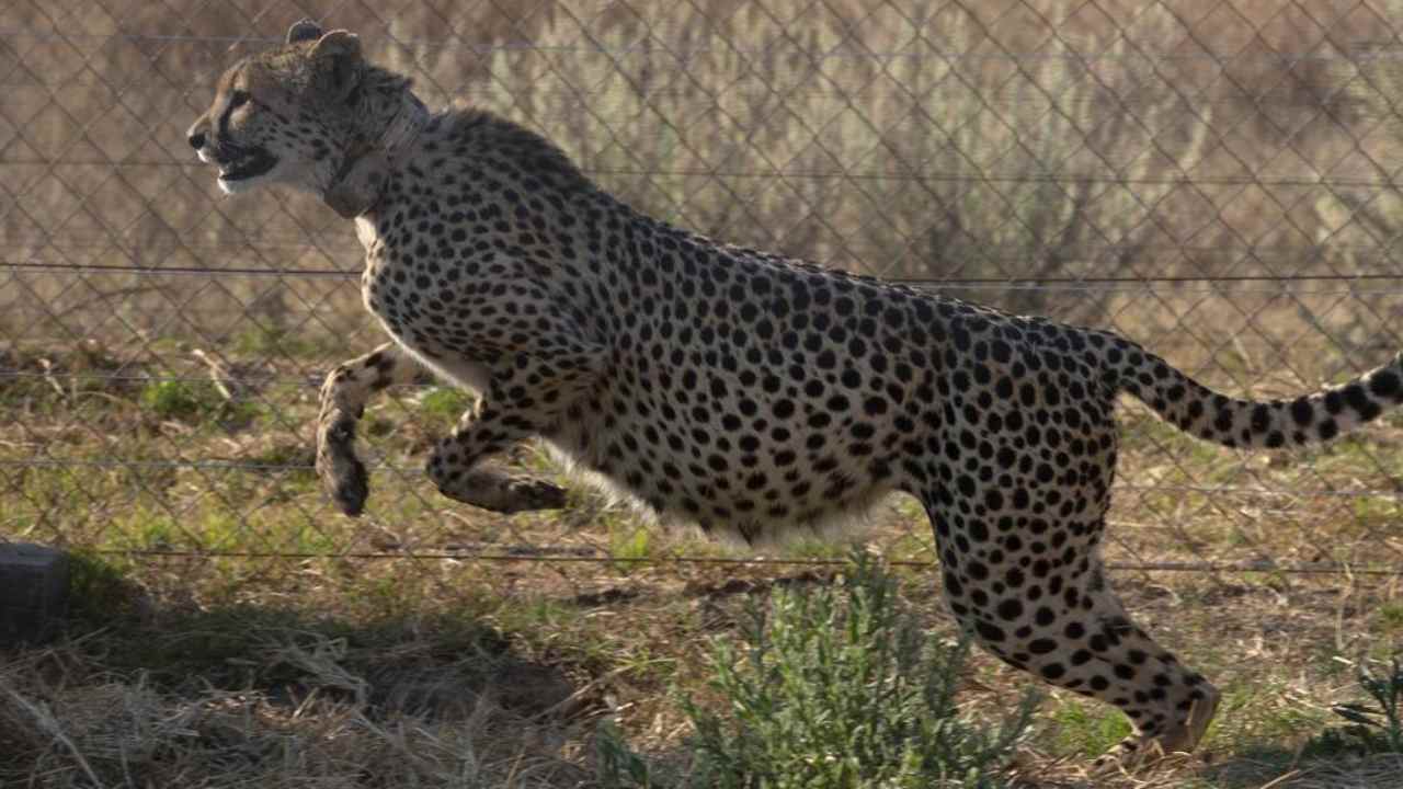 African Cheetah: ఆఫ్రికన్ చిరుతలు వచ్చేస్తున్నాయ్.. 17న కునో పార్కులో ల్యాండ్ కానున్న ఎనిమిది చిరుతలు.. African Cheetah: ఆఫ్రికన్ చిరుతలు వచ్చేస్తున్నాయ్.. 17న కునో పార్కులో ల్యాండ్ కానున్న ఎనిమిది చిరుతలు..