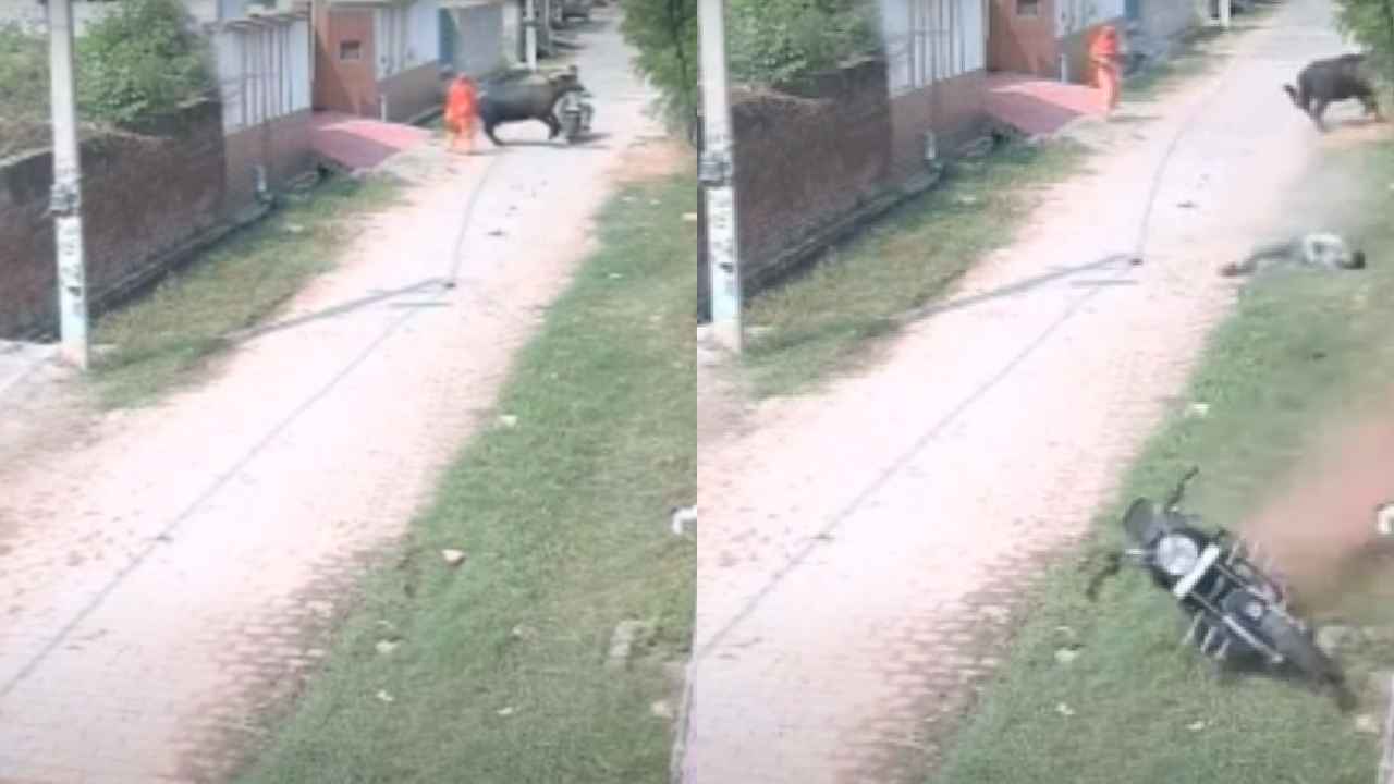 Angry Bull Attacks Biker : షాకింగ్ వీడియో.. వేగంగా వస్తున్న బైకర్ను కోపంతో ఢీకొట్టిన దున్నపోతు.. కారణం ఏంటో తెలిస్తే షాకే Angry Bull Attacks Biker : షాకింగ్ వీడియో.. వేగంగా వస్తున్న బైకర్ను కోపంతో ఢీకొట్టిన దున్నపోతు.. కారణం ఏంటో తెలిస్తే షాకే