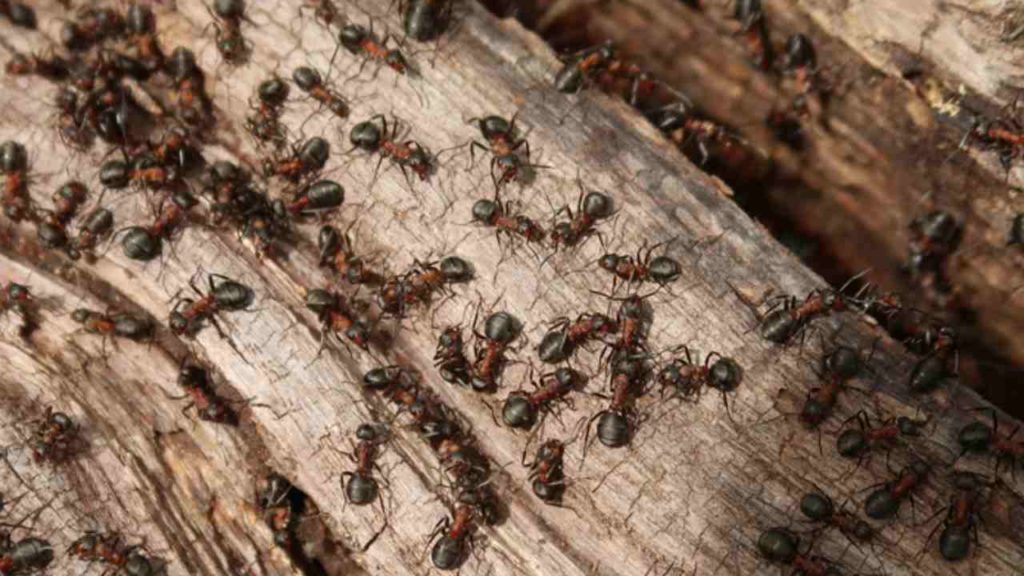 ants population