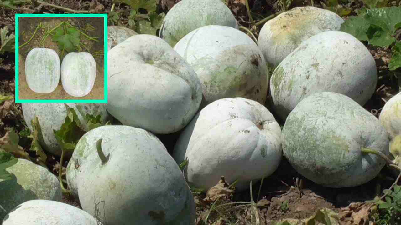 Ash Gourd Benefits : బూడిద గుమ్మడిలో ఫైబర్ పుష్కలం, రక్తంలో చక్కెర స్ధాయిలను నియంత్రణలో ఉంచుతుంది! Ash Gourd Benefits : బూడిద గుమ్మడిలో ఫైబర్ పుష్కలం, రక్తంలో చక్కెర స్ధాయిలను నియంత్రణలో ఉంచుతుంది!