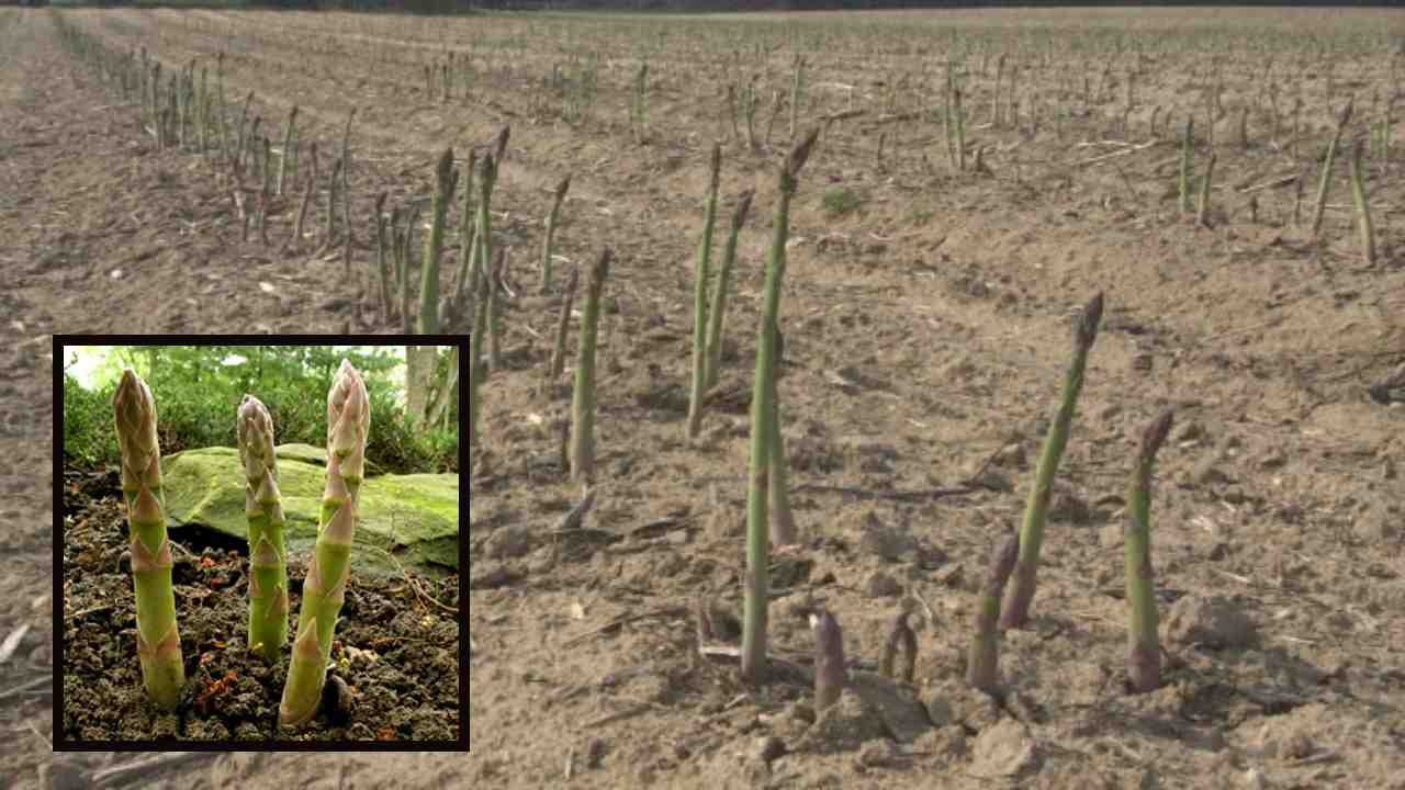 Asparagus Cultivation : అస్పరాగస్ సాగు విధానం! రైతులు పాటించాల్సిన మెళుకువలు! Asparagus Cultivation : అస్పరాగస్ సాగు విధానం! రైతులు పాటించాల్సిన మెళుకువలు!