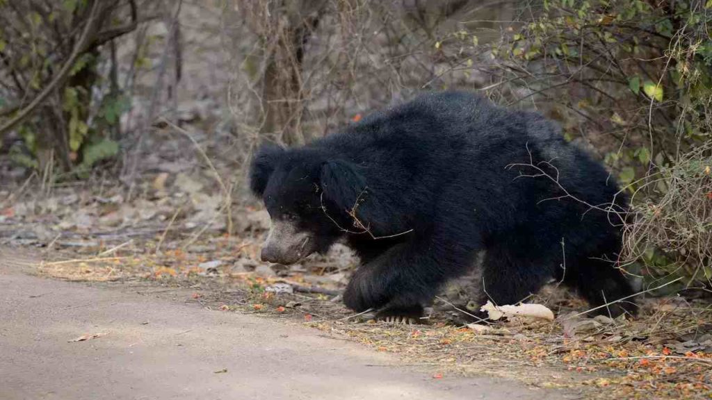 Bear Kills Couple