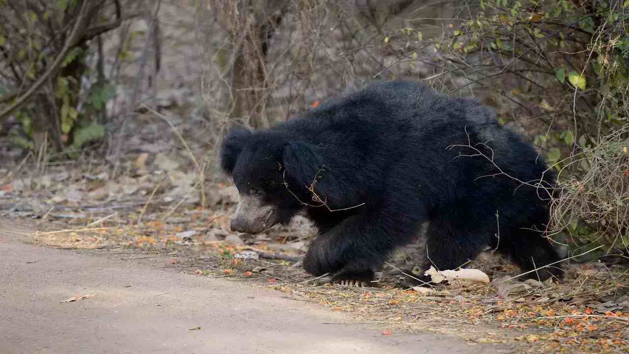 Bear Kills Couple: గుడికి వెళ్లిన దంపతుల్ని చంపి తిన్న ఎలుగుబంటి Bear Kills Couple: గుడికి వెళ్లిన దంపతుల్ని చంపి తిన్న ఎలుగుబంటి