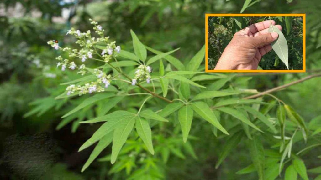 Benefits Of Nirgundi