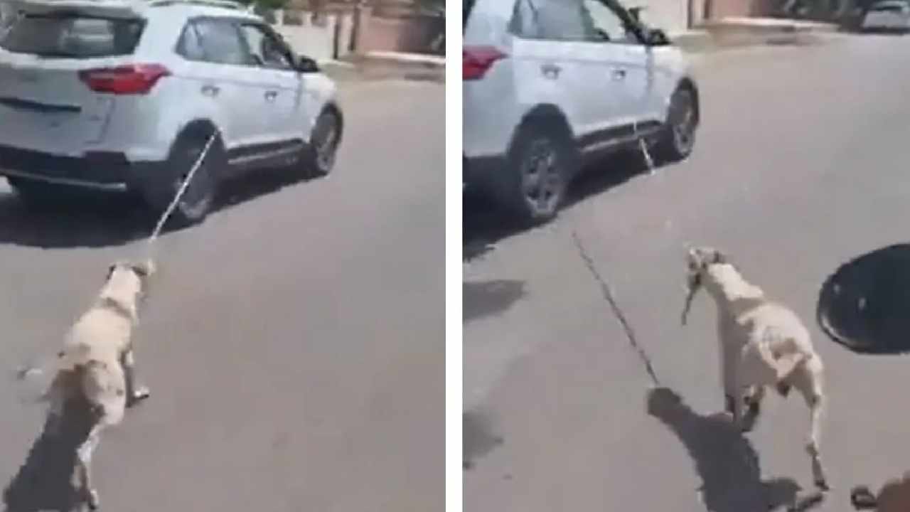 Bone-chilling video: అమానుషం.. కుక్కను కారుకు కట్టుకుని ఈడ్చుకెళ్లిన డాక్టర్.. వీడియో వైరల్ Bone-chilling video: అమానుషం.. కుక్కను కారుకు కట్టుకుని ఈడ్చుకెళ్లిన డాక్టర్.. వీడియో వైరల్