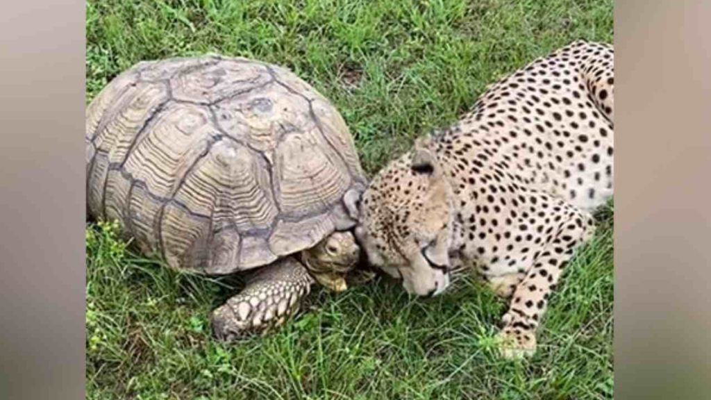 Cheetah Plays With Tortoise