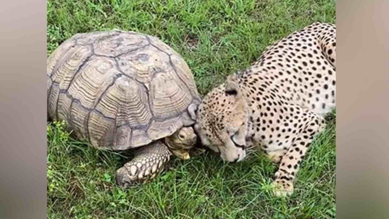 Cheetah Plays With Tortoise: చిరుత, తాబేలు స్నేహం.. నెట్టింట్లో వీడియో వైరల్.. ఆశ్చర్యం వ్యక్తం చేస్తున్న నెటిజన్లు Cheetah Plays With Tortoise: చిరుత, తాబేలు స్నేహం.. నెట్టింట్లో వీడియో వైరల్.. ఆశ్చర్యం వ్యక్తం చేస్తున్న నెటిజన్లు