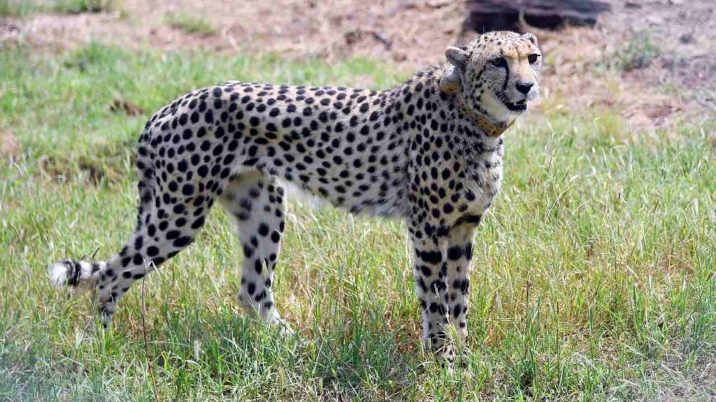 Cheetahs Back In India