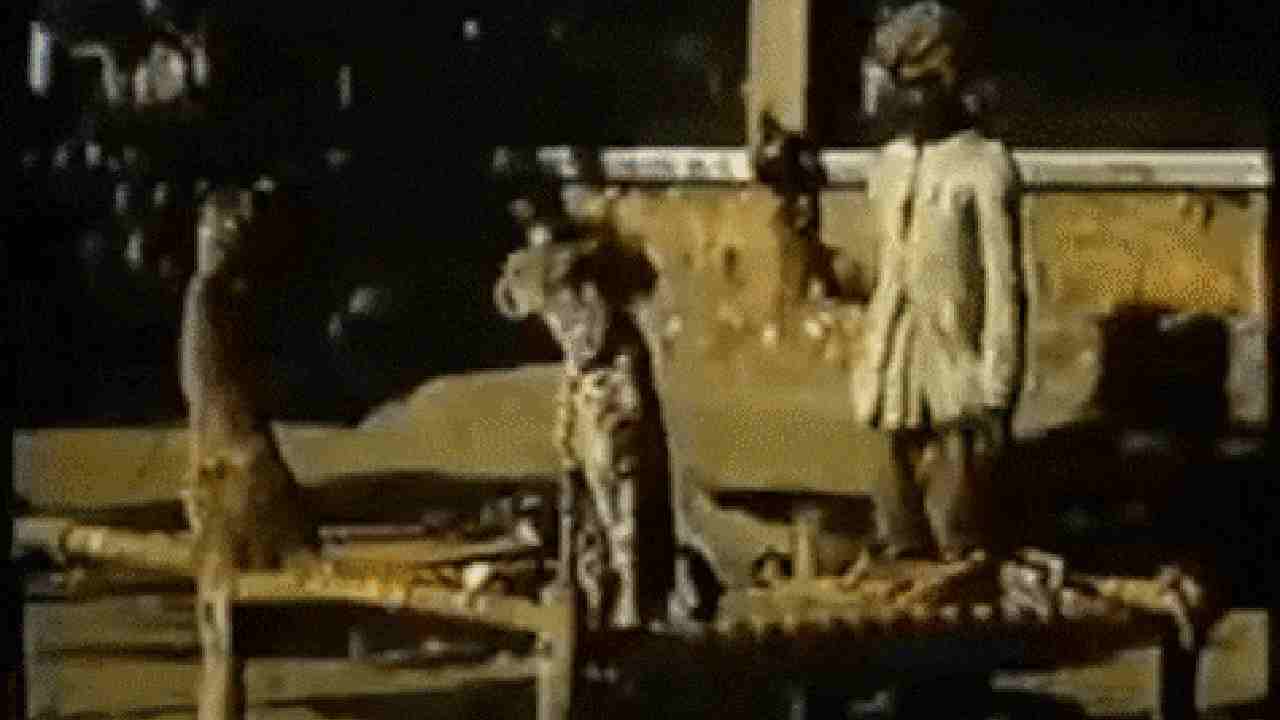 Cheetahs In India