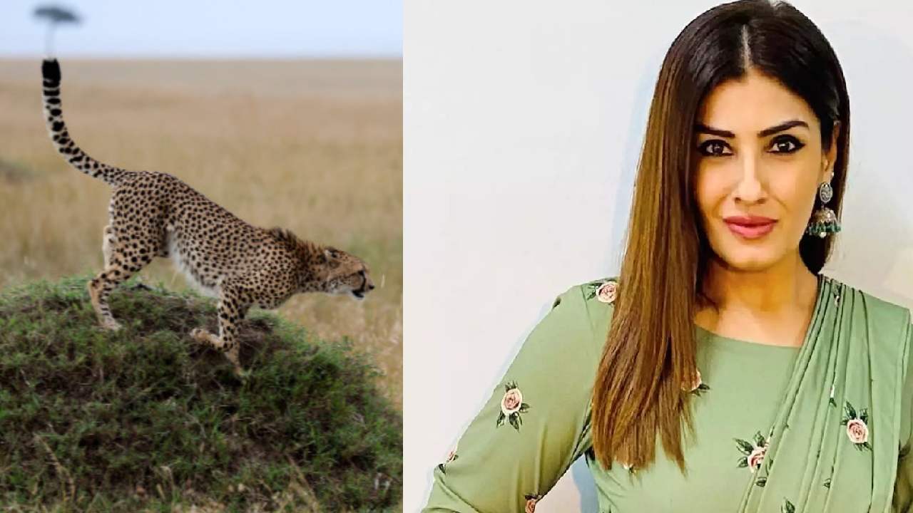 Cheetahs Inside Boeing: బోయింగ్ విమానంలో చీతాల్ని ఎలా తరలించారో చూశారా.. వీడియో షేర్ చేసిన రవీనా టాండన్ Cheetahs Inside Boeing: బోయింగ్ విమానంలో చీతాల్ని ఎలా తరలించారో చూశారా.. వీడియో షేర్ చేసిన రవీనా టాండన్