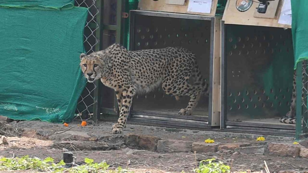 Cheetahs Releases In Kuno Park_